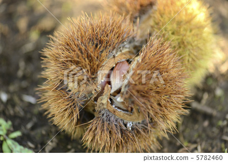 伊賀栗子 5782460