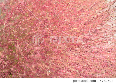 KOKIA 5782692