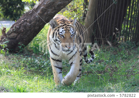 阿穆爾虎瀕臨滅絕 5782822