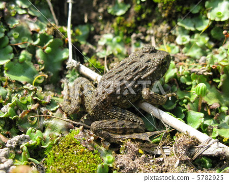 黃鰭金槍魚 5782925