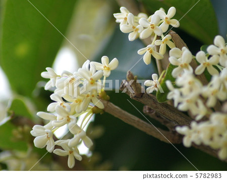 图库照片 ginmokusei:银桂花