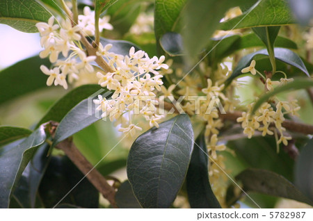 Ginmokusei:銀桂花 Ginmokusei:銀桂花 5782987