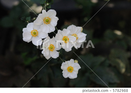 白花Shuigayigiku 白花Shuigayigiku 5782988