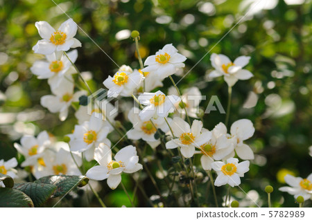 White flower Shuigayigiku 5782989