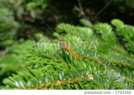 Dragonfly of Kita Yatsugatake 5783268