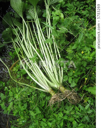 Izu's wasabi 5783269