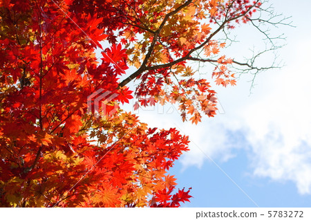 Autumn leaves (maple) flower language: important memories A Japanese Mapel Tree 5783272