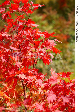 Autumn leaves (maple) flower language: important memories A Japanese Mapel Tree 5783273
