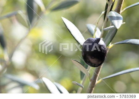 Olive fruit 5783369