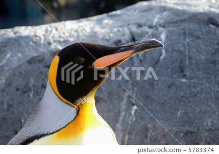 在Asahiyama動物園的企鵝國王 在Asahiyama動物園的企鵝國王 5783374