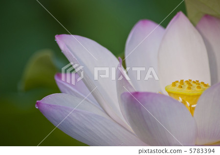 蓮花 蓮花 5783394