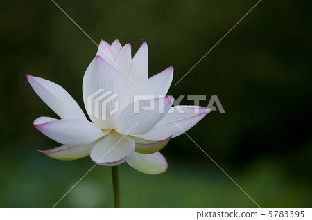 蓮花 蓮花 5783395