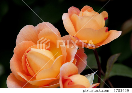 夏洛特夫人 夏洛特夫人 5783439