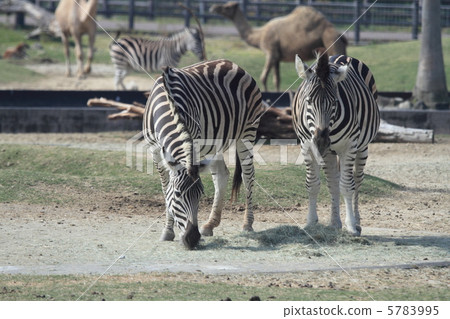 查普曼斑馬 5783995