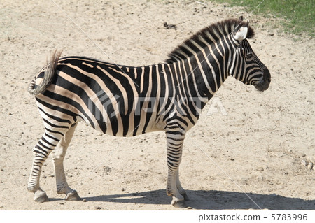 Chapman zebra 5783996