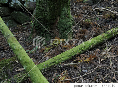 The tree covered with moss 5784019