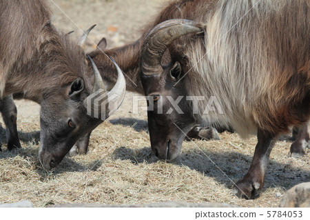 喜馬拉雅山焦油 5784053