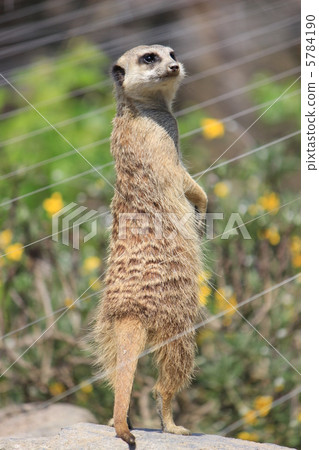 狐獴 狐獴 5784190