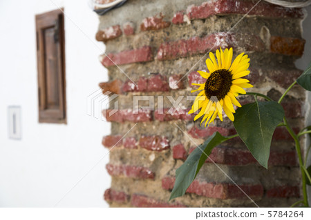 sunflower	 5784264