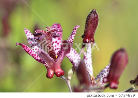Hototogisu flower 5784659
