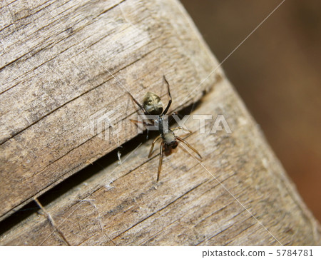 Arigmo is a spider like an ant 5784781