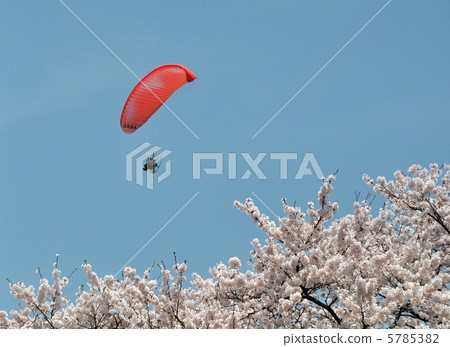 櫻花和馬達滑翔傘 5785382