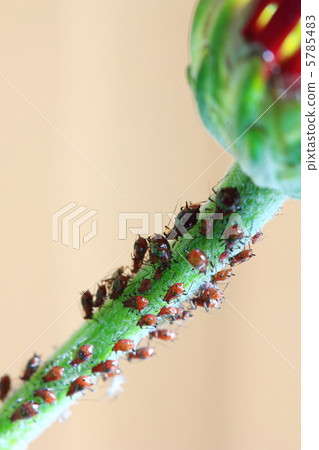 Aphids Aphids 5785483