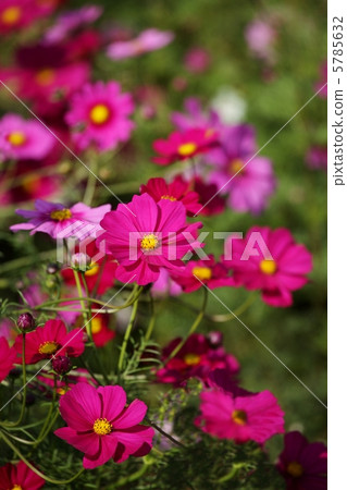 Cosmos Cosmos 5785632