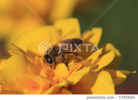 萬壽菊鮮花和蜜蜂 5785684