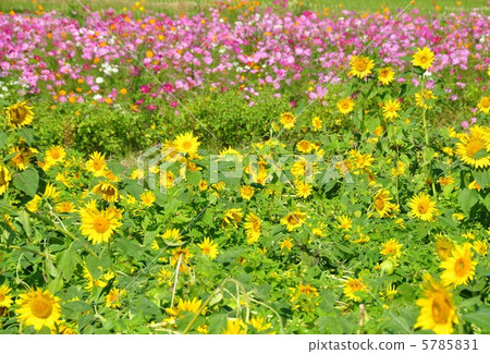 Autumn sunflower Autumn sunflower 5785831