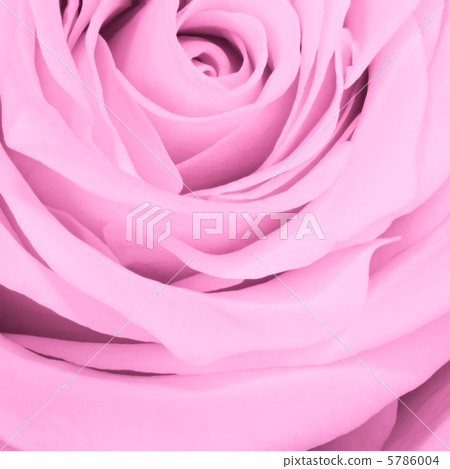 pink rose close up 5786004
