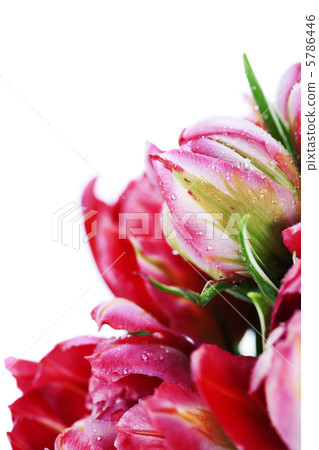 Pink tulips Pink tulips 5786446
