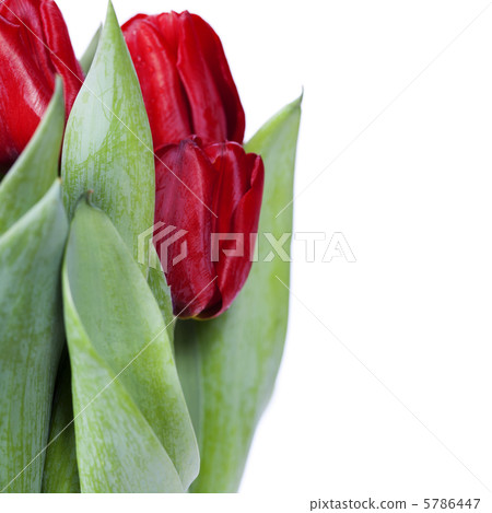 red tulips 5786447