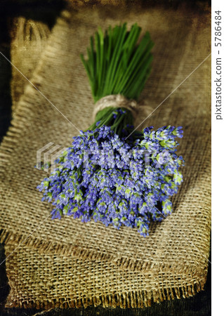 lavender flower 5786484