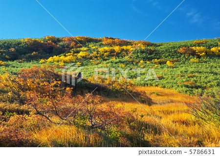 Yamagata Shonai Town Tsukiyama Midagahara 5786631