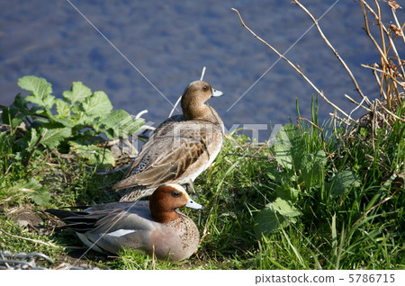 Scarlet birds Hidrigamo Is it about time to leave? 5786715