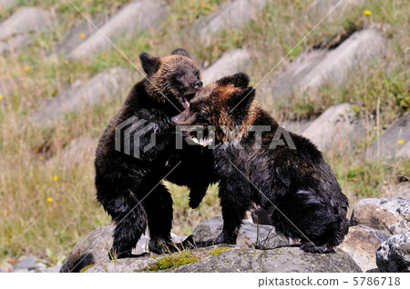 Ezo bears 5786718