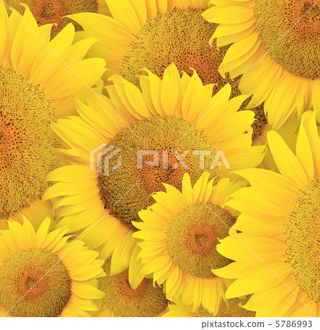 Sunflowe Sunflowe 5786993
