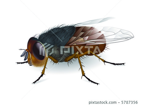 Calliphora augur 5787356