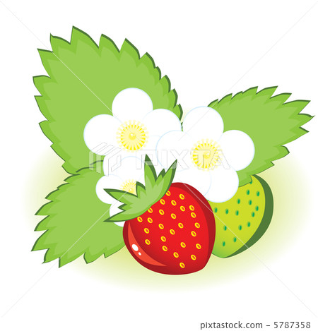 Ripe strawberries and green with flowers Ripe strawberries and green with flowers 5787358