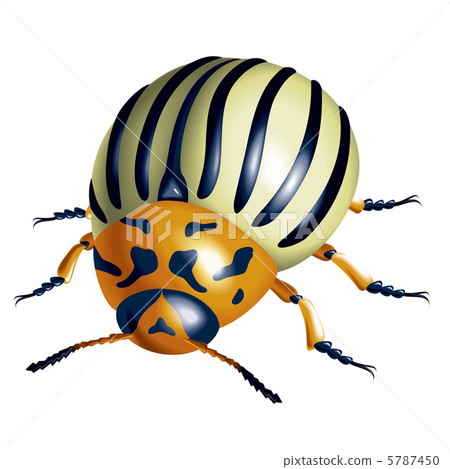 Colorado potato beetle Colorado potato beetle 5787450