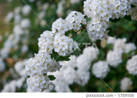 Flower of Kodemari (Otome Kimono / Suzukake) 5789508