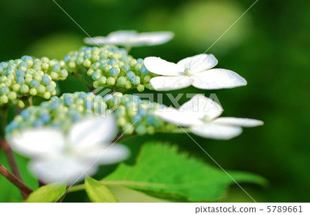 白色額頭繡球花 白色額頭繡球花 5789661
