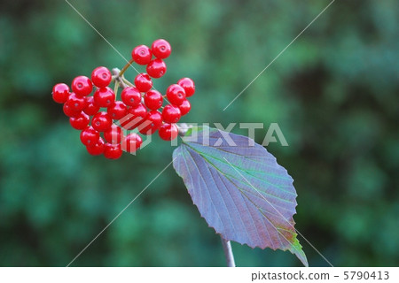 Garlic fruit 5790413