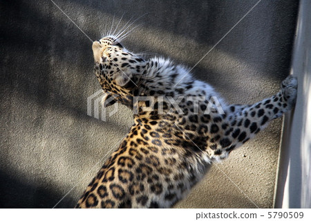 Leopard Leopard 5790509