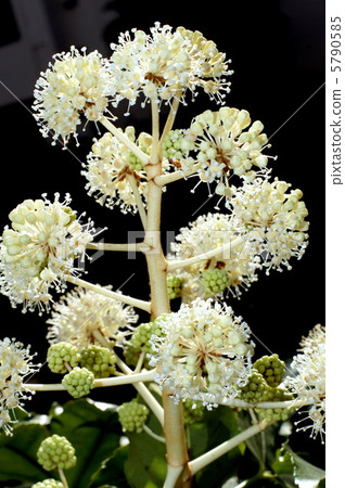 Paperplant flower 5790585