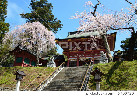 Shionogi神社和櫻花 5790720