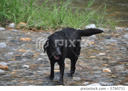 Labrador retriever 5790731