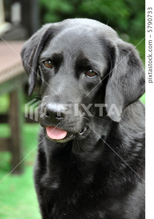 拉布拉多獵犬 拉布拉多獵犬 5790733