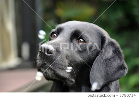 拉布拉多獵犬 拉布拉多獵犬 5790734